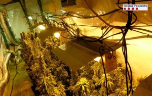 Un detingut a Igualada per cultivar més de 800 plantes de marihuana a casa seva