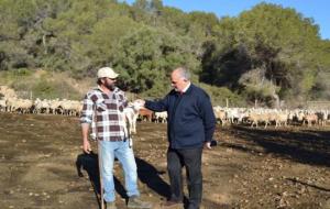 Un ramat d’ovelles i cabres pastura a la masia Can Girona per netejar sotabosc i disminuir el risc d’incendis forestals. Ajuntament de Sitges