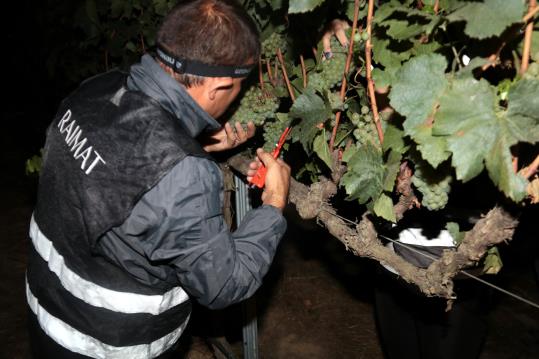 Un treballador del celler de Raimat collint el raïm manualment i de nit. Imatge del 7 d'agost del 2018. ACN