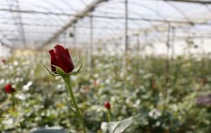 Una rosa vermella, encara en una frase molt incipient del seu creixement, a un viver de Vilassar de Mar, el 7 de març de 2018. ACN