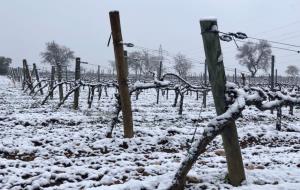 Vinyes nevades al Penedès