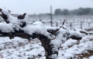 Vinyes nevades al Penedès