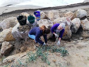 Actuació al Vendrell per frenar la regressió de la platja del Francàs. Ajuntament del Vendrell