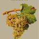 Presentaci%c3%b3+del+llibre+%e2%80%9cRa%c3%afms.+Les+principals+varietats+catalanes%3a+hist%c3%b2ria%2c+cultiu+i+vins%e2%80%9d
