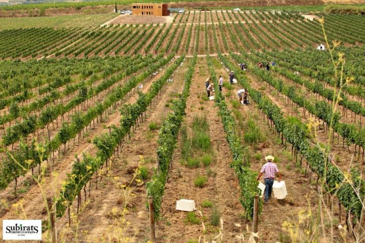 Passejada en època de verema per la capital de la vinya