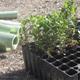 Plantaci%c3%b3+forestal+a+la+Serreta