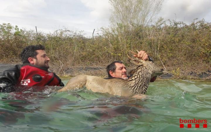 Agents rurals rescatant un cabirol que havia caigut en una bassa a Sant Pere de Riudebitlles. Bombers