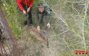 Agents rurals rescatant un cabirol que havia caigut en una bassa a Sant Pere de Riudebitlles