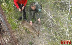 Agents rurals rescatant un cabirol que havia caigut en una bassa a Sant Pere de Riudebitlles