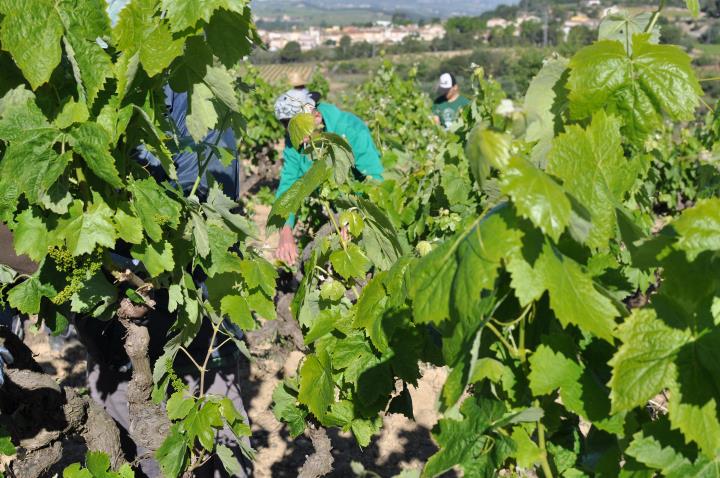 Albet i Noya col·labora amb la cooperativa Actua per a la reinserció de joves a la vinya . Albet i Noya