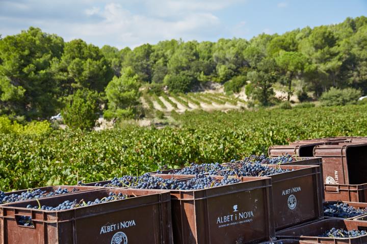 Albet i Noya se suma a la vaga del 5 de setembre en solidaritat als viticultors del Penedès. Albet i Noya