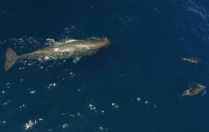Albiren set balenes i dofins poc comuns davant la costa de Sitges i Vilanova. Edmaktub 