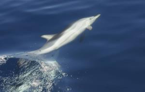 Albiren set balenes i dofins poc comuns davant la costa de Sitges i Vilanova