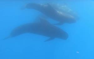 Albiren set balenes i dofins poc comuns davant la costa de Sitges i Vilanova