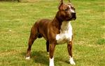 American Standford. EIX