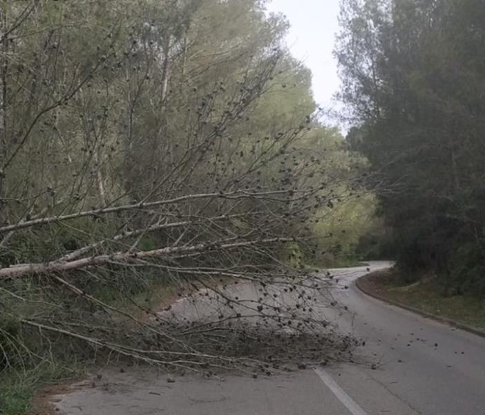 Arbre caigut a la carretera de Mas Trader, a Costa Cunit, que tallava la circulació d’un carril. Ajuntament de Cubelles