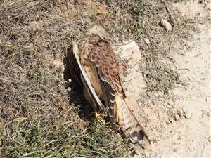 Banyeres denuncia públicament l’electrocució d’una espècie protegida per una torre no aïllada. Ajuntament de Banyeres