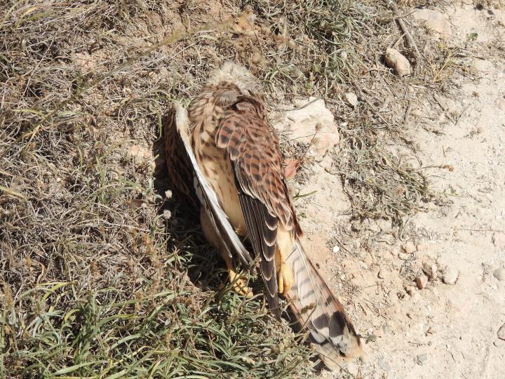 Banyeres denuncia públicament l’electrocució d’una espècie protegida per una torre no aïllada. Ajuntament de Banyeres