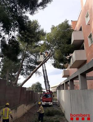 Cau un pi de grans dimensions sobre la façana d'un institut a Vilafranca del Penedès. Bombers