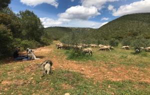 Cunit promocionarà les rutes de la transhumància com a atractiu turístic. Ajuntament de Cunit