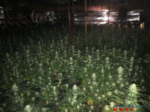 Desmantellen tres plantacions de marihuana en una setmana a diferents municipis de l’Alt Penedès. Mossos d'Esquadra