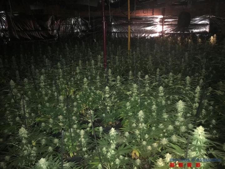 Desmantellen tres plantacions de marihuana en una setmana a diferents municipis de l’Alt Penedès. Mossos d'Esquadra