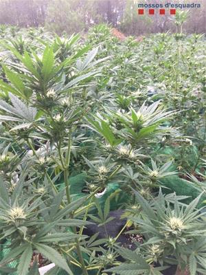 Desmantellen tres plantacions de marihuana en una setmana a diferents municipis de l’Alt Penedès