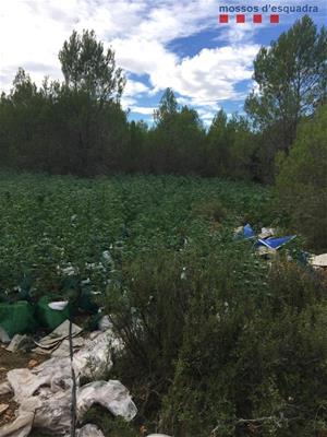 Desmantellen tres plantacions de marihuana en una setmana a diferents municipis de l’Alt Penedès