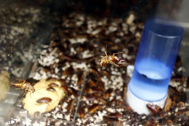 Detall d'una gàbia de paneroles als laboratoris de l'empresa de control de plagues Mylva. ACN