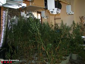 Detenen cinc persones que s’encarregaven d’una plantació interior de marihuana a Santa Oliva. Mossos d'Esquadra