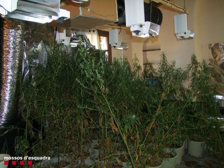 Detenen cinc persones que s’encarregaven d’una plantació interior de marihuana a Santa Oliva. Mossos d'Esquadra