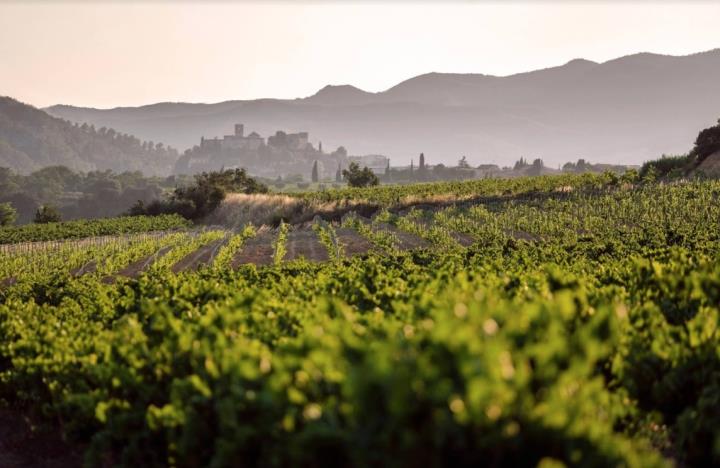 El Consell Regulador de la DO Penedès demana la retirada del projecte del polígon Cal Vies. DO Penedès