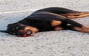 El gos de la raça Rottweiler abatut a terra