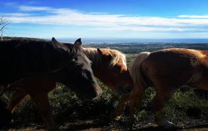 Els cavalls del Parc del Garraf marxen la propera setmana a passat l'estiu als Pirineus. CC Garraf