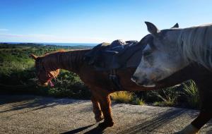 Els cavalls del Parc del Garraf marxen la propera setmana a passat l'estiu als Pirineus