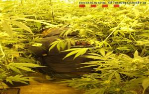 Els Mossos d’Esquadra desmantellen una plantació de marihuana a Mediona. Mossos d'Esquadra