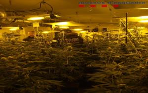 Els Mossos d’Esquadra desmantellen una plantació de marihuana a Mediona