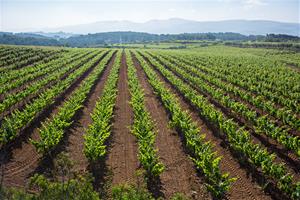 Els productors de Clàssic Penedès preveuen una anyada excel·lent. Clàssic Penedès