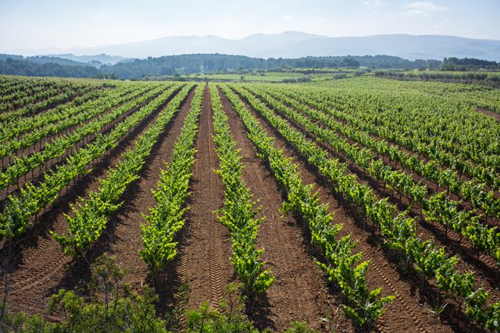 Els productors de Clàssic Penedès preveuen una anyada excel·lent. Clàssic Penedès