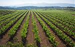 Els productors de Clàssic Penedès preveuen una anyada excel·lent. Clàssic Penedès