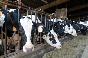 En primer pla, una vaca; al fons, un ventilador aquest 7 d'agost del 2018 a la granja Can Feliu de Campllong. ACN