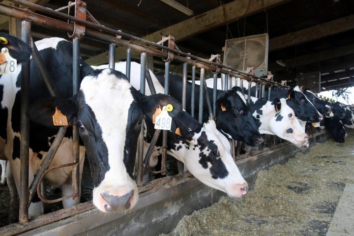 En primer pla, una vaca; al fons, un ventilador aquest 7 d'agost del 2018 a la granja Can Feliu de Campllong. ACN