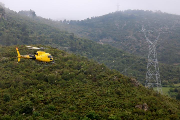 Endesa destina més de mig milió d'euros en protegir els boscos de l'Alt Penedès i Garraf. Endesa