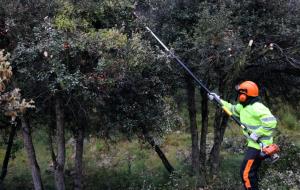 Endesa destina més de mig milió d'euros en protegir els boscos de l'Alt Penedès i Garraf