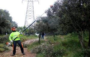 Endesa destina més de mig milió d'euros en protegir els boscos de l'Alt Penedès i Garraf