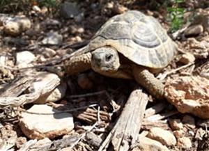 Es reintrodueixen més de 600 tortugues mediterrànies al Parc del Garraf. Diputació de Barcelona