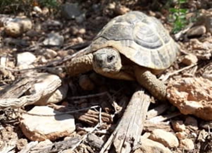 Es reintrodueixen més de 600 tortugues mediterrànies al Parc del Garraf. Diputació de Barcelona