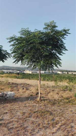Fan malbé arbres al Camí del Vi de Vilafranca. Ajuntament de Vilafranca