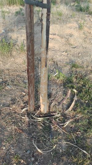 Fan malbé arbres al Camí del Vi de Vilafranca