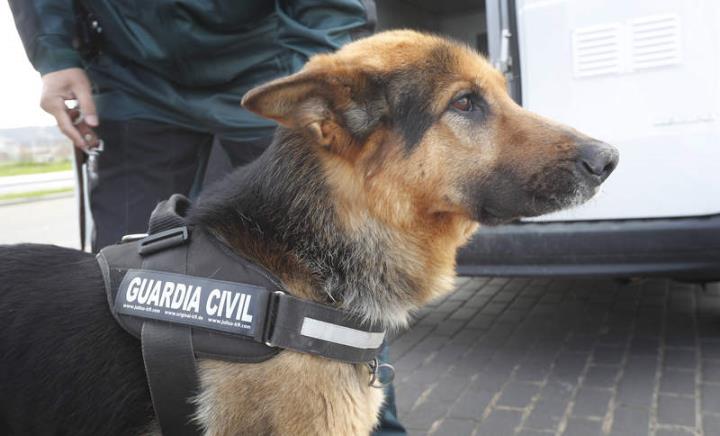 Imatge d'arxiu de la unitat canina de la Guàrdia Civil. Guàrdia Civil